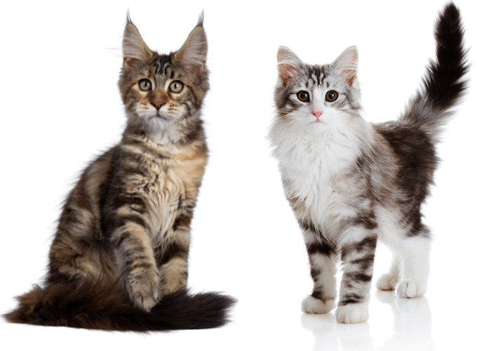 differences between maine coon cats and norwegian forest cats