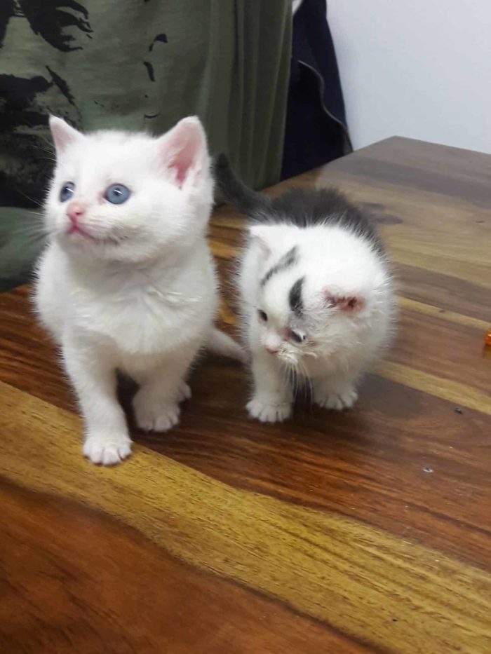 They May Not Be Blood Brothers, But These Two Rescued Kittens Were Meant To Be Family