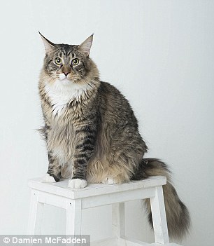 The Maine Coon belongs to Kelsey and Matthew Gill from Ryhill, West Yorkshire, who bought him from a breeder around a year ago