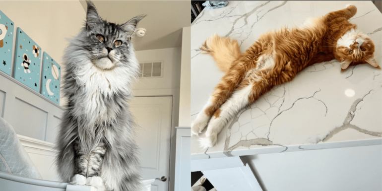 iilla. “Discover the Adorable Maine Coon Pair: The Loveable Feline Twosome, Paris and Pierre” .iilla