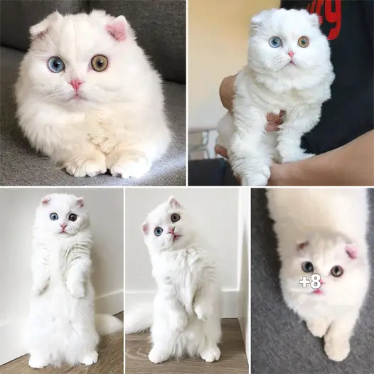 Introduction of a cat named “super cat” because of its perfect beauty with its ears folded and two-colored eyes.