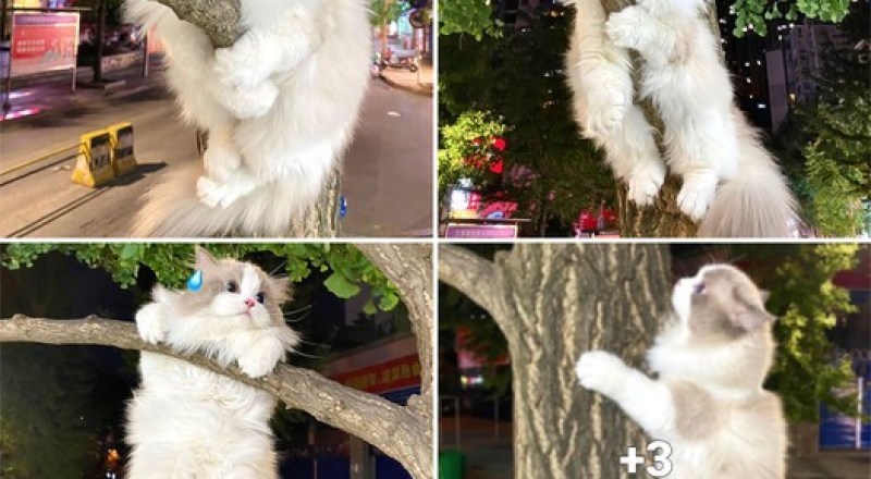 TN. First time climbing a tree, this cat had a surprising reaction.