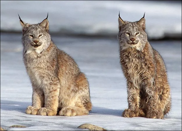 iilla.Captivating Lynx Portrait: Majestic Big Cat in Snowy Switzerland.iilla