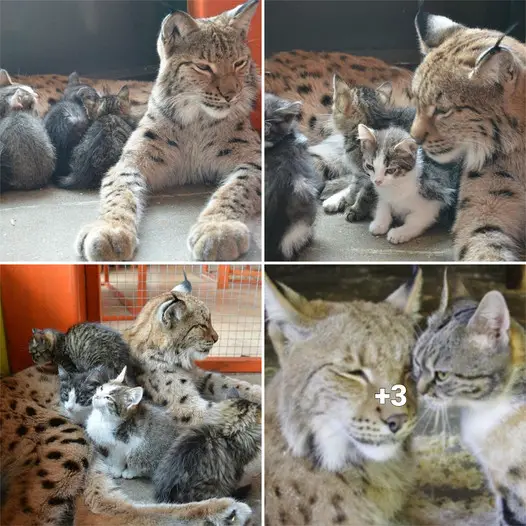 “Irkutsk Zoo’s Lynx Becomes Surrogate Mother to Four Adorable Kittens”