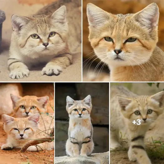 Discover the Elusive Sand Cat: A Fascinating Feline of the Desert