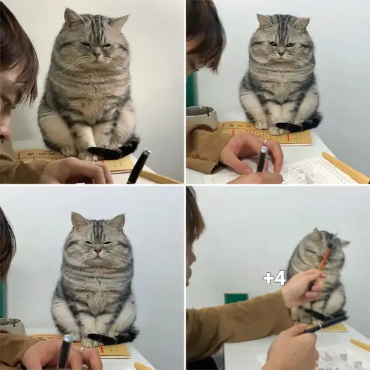 The adorable face of the cat sitting and waiting for its owner to feed it.