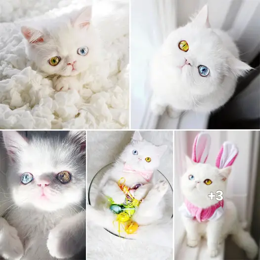 Introducing Pam Pam: The Adorable Feline with Heterochromia and Mesmerizing Eyes.thi