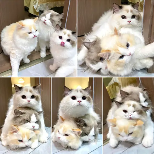 Meet the lovely cat family with mischievous kittens.thi