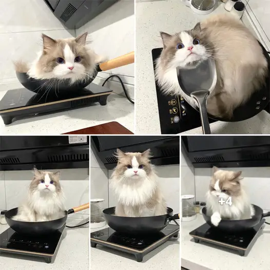 When the owner was cooking, the cat suddenly jumped onto the stove and made adorable expressions.