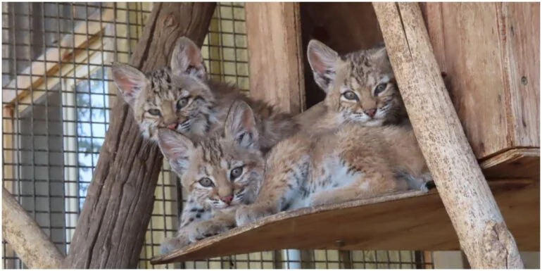 iilla. A Heartwarming Tale: Three Bobcat Cubs Find Family Again in Colorado .iilla