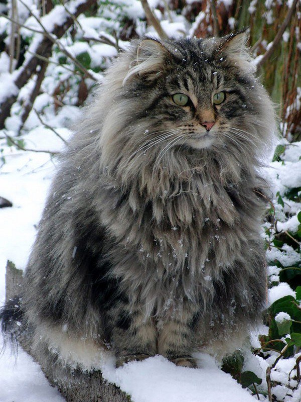 maine coon cat snow