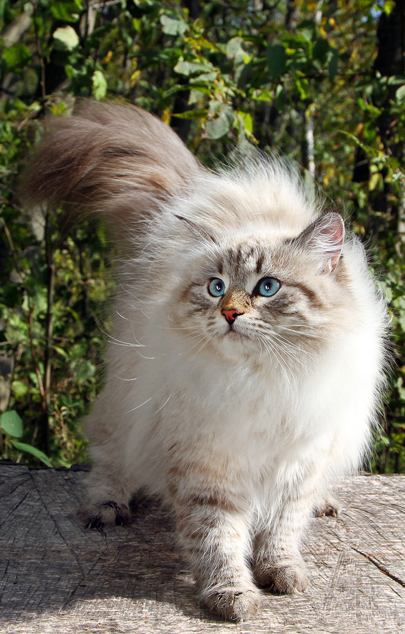 siberian cat