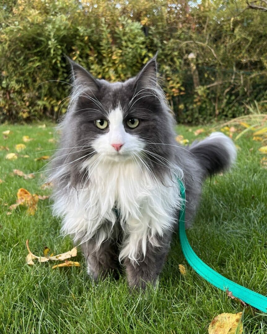 Norwegian Forest tuxedo cat