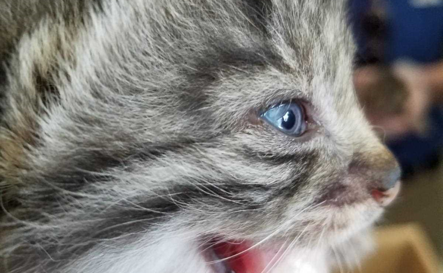 Pallas' cat kitten