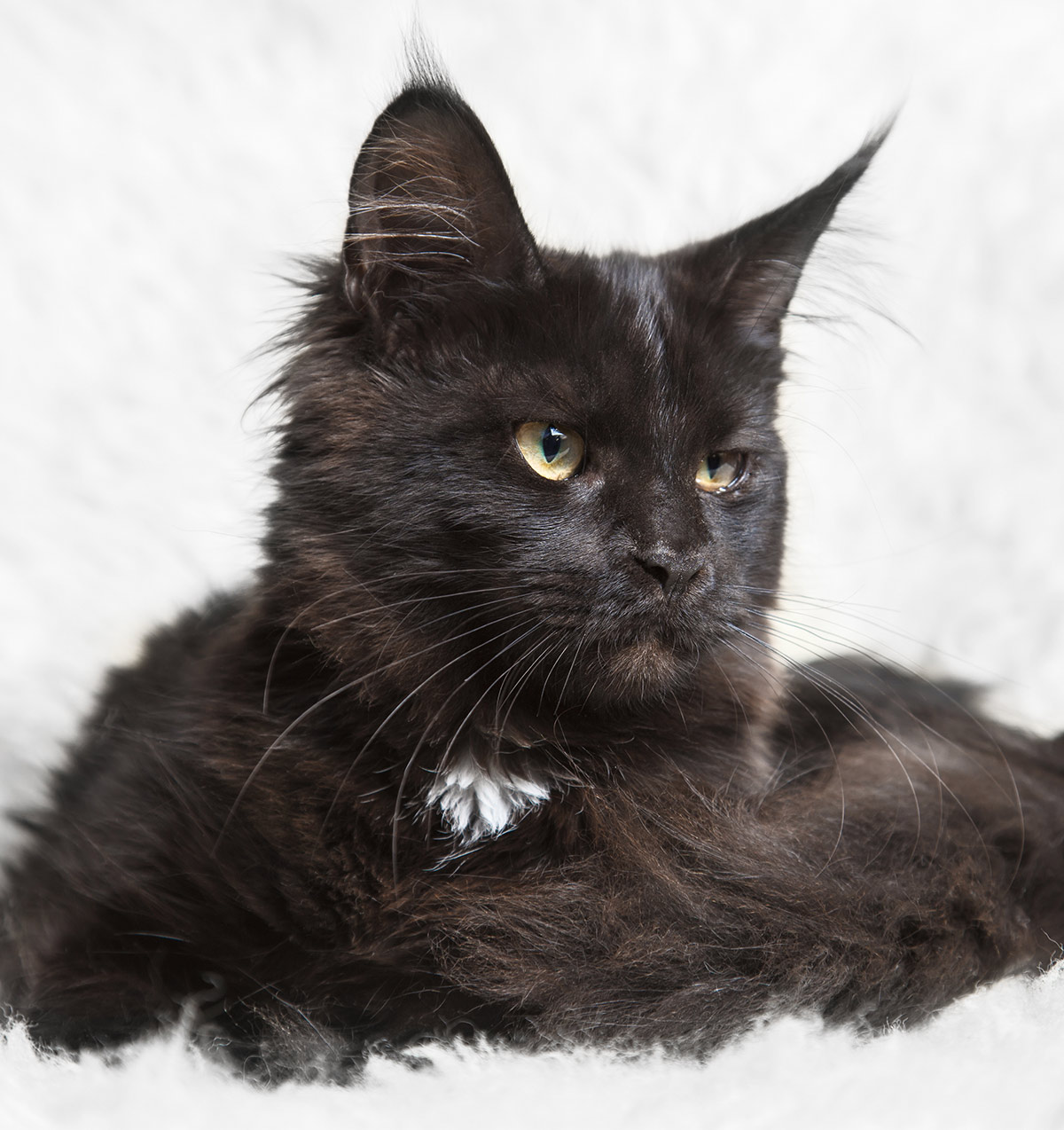 Pictures of black Maine Coon cats