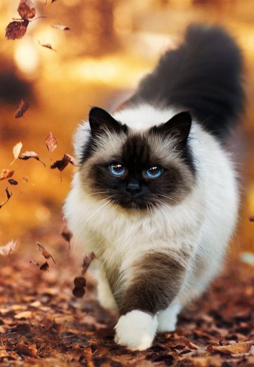 10 Most Beautiful Cat Breeds You're Going To Love