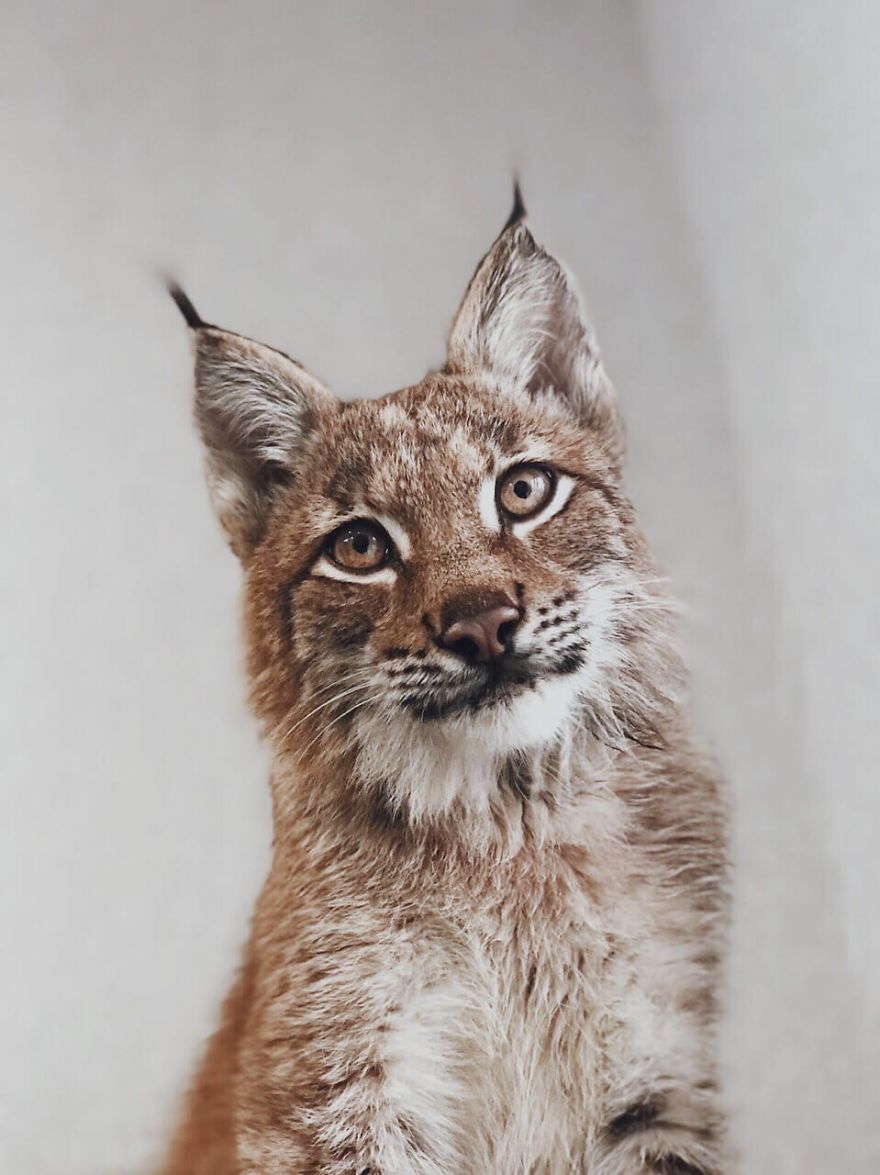 I Adopted Two Lynxes From A Fur Farm, Now I Live With 2 Big 'Cats,' 8 Dogs, And 3 Horses