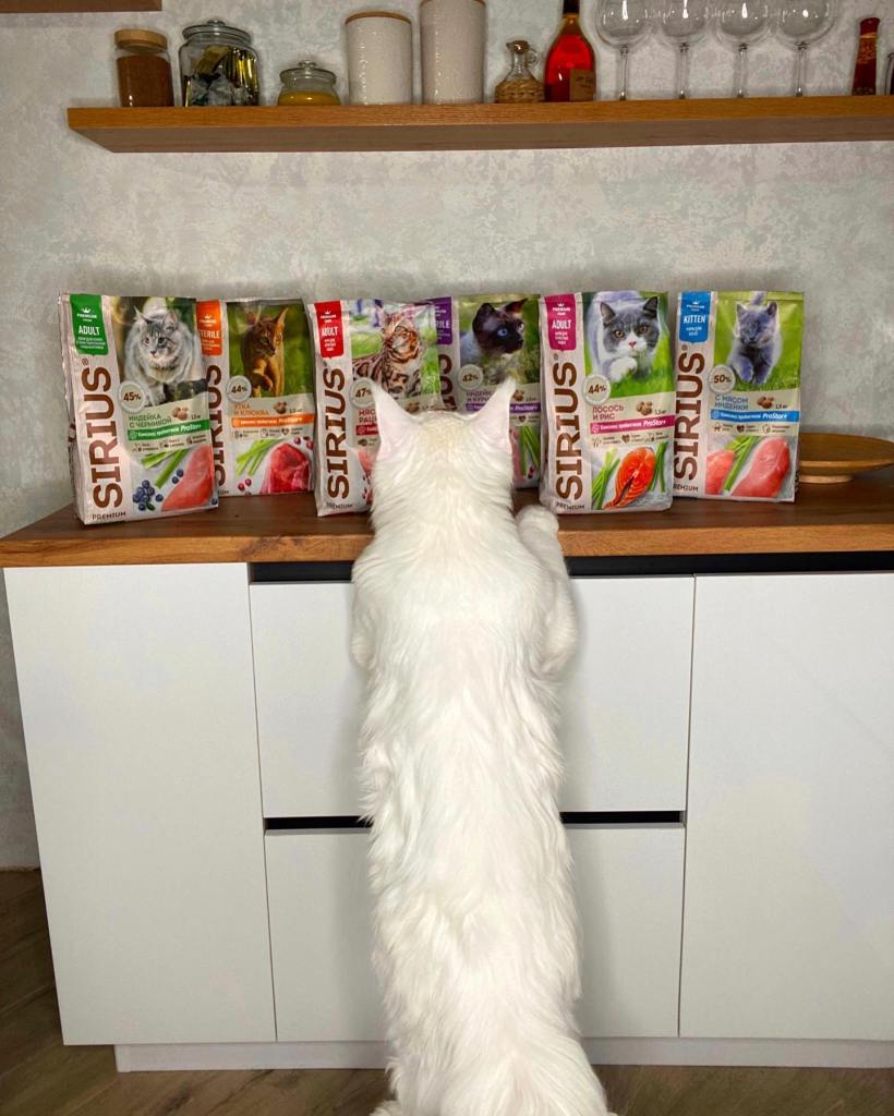 Kefir stands on his hind legs against a cabinet with cat food on top. 