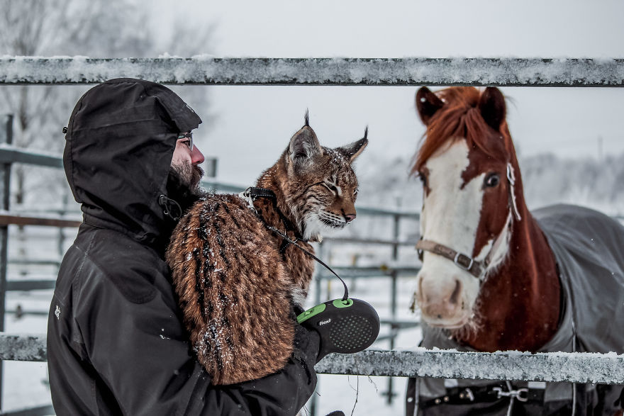 I Adopted Two Lynxes From A Fur Farm, Now I Live With 2 Big 'Cats,' 8 Dogs, And 3 Horses