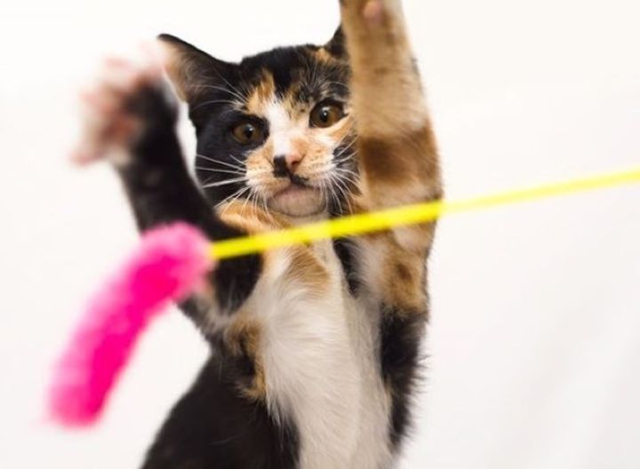 Meet Sherman, a Very Rare Male Calico Kitten