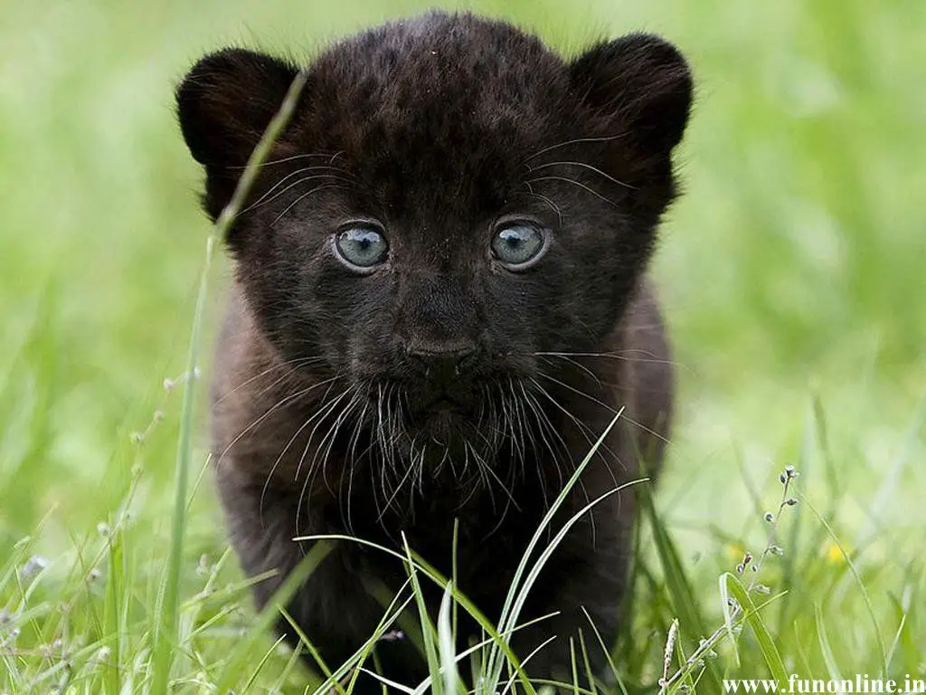 Motherless yet mighty, two spotted kittens embark on a captivating journey to Hirakawa Zoo.thi