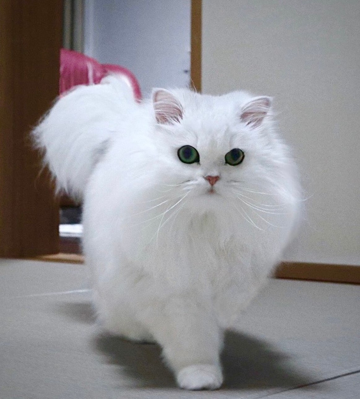 Presenting the Most Stunning Cat Angel You’ve Ever Seen: Behold the Beauty!thi