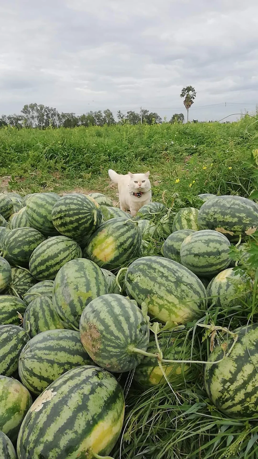 TN. Meet ‘Pearl’, the watermelon-supervising cat from Thailand.