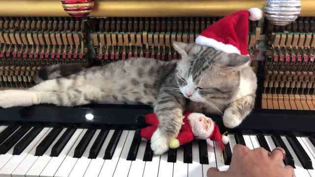 People Are Loving This Video Of A Cat Getting A "Piano Hammer Massage" While His Owner Plays Christmas Songs | Bored Panda