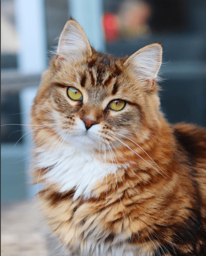 the fluffy siberians