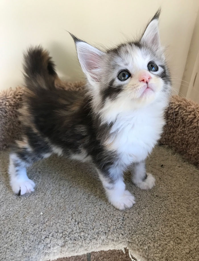 Maine Coon Kitten Nana