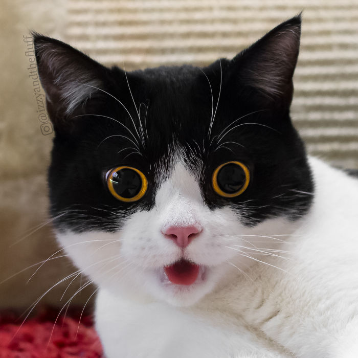 Meet Izzy, The Cat With The Most Expressive Face