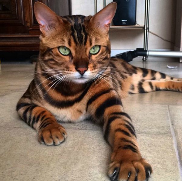 Bengal cat looks like a mini tiger and has the internet saying 'me-wow'