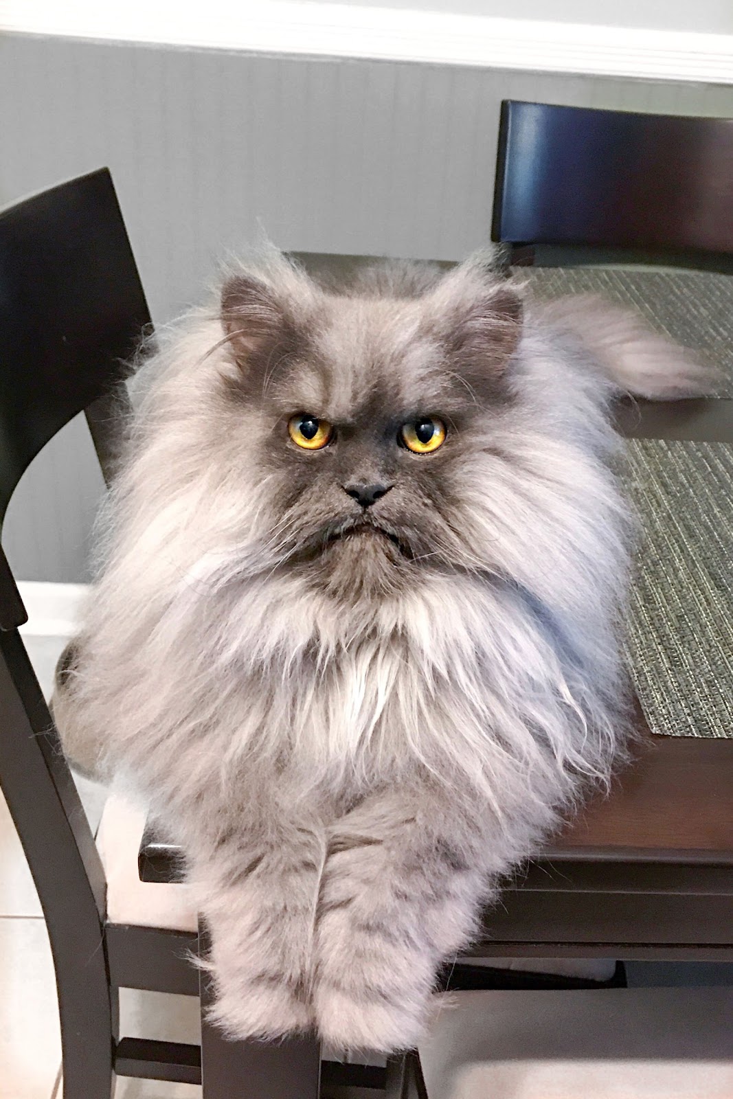 Juno the furious looking cat sitting on a table