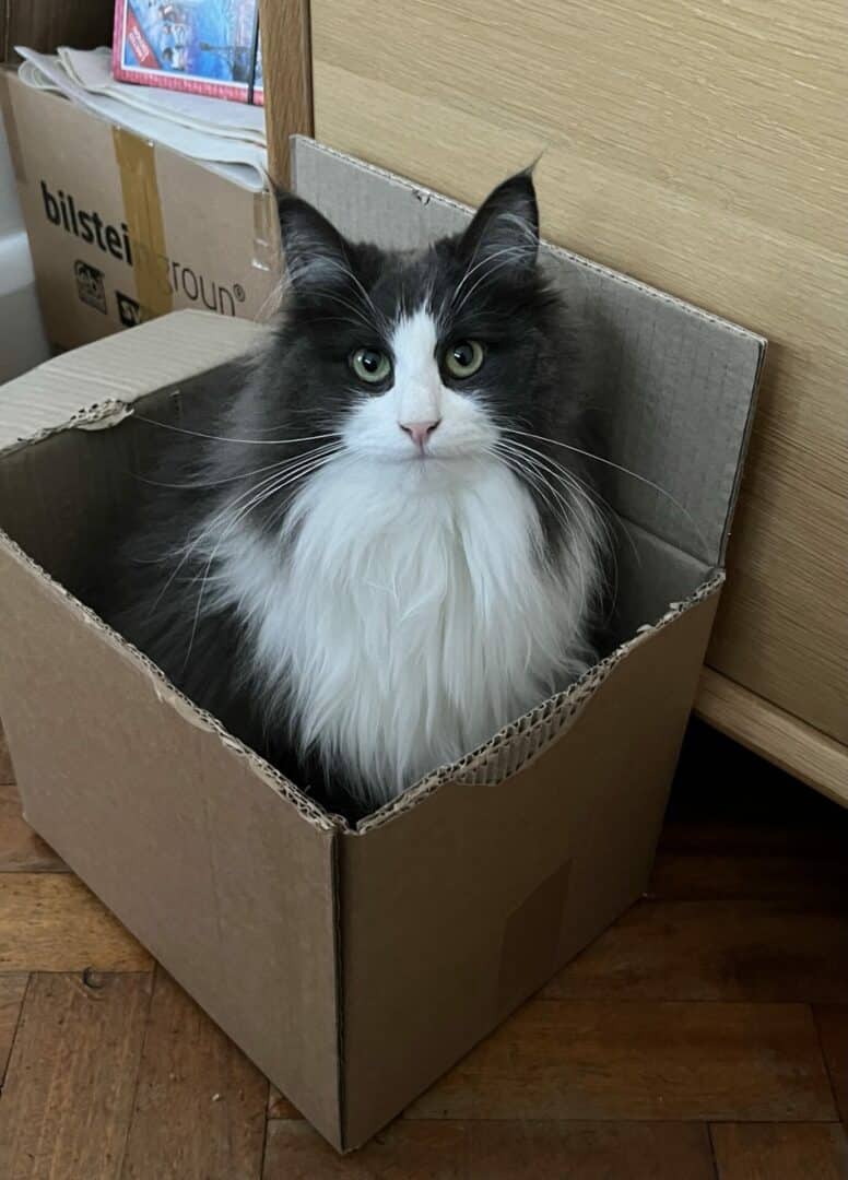 Norwegian Forest tuxedo cat