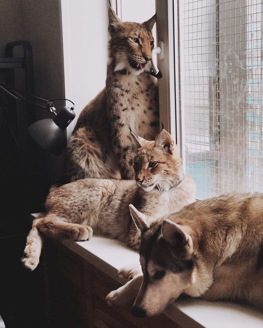 I Adopted Two Lynxes From A Fur Farm, Now I Live With 2 Big 'Cats,' 8 Dogs, And 3 Horses