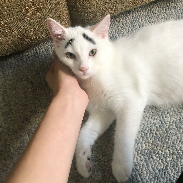 Meet Hénri, A Cat With Eyebrows Who Went Viral Because Of His Unique Facial Markings