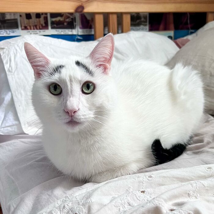 Meet Hénri, A Cat With Eyebrows Who Went Viral Because Of His Unique Facial Markings