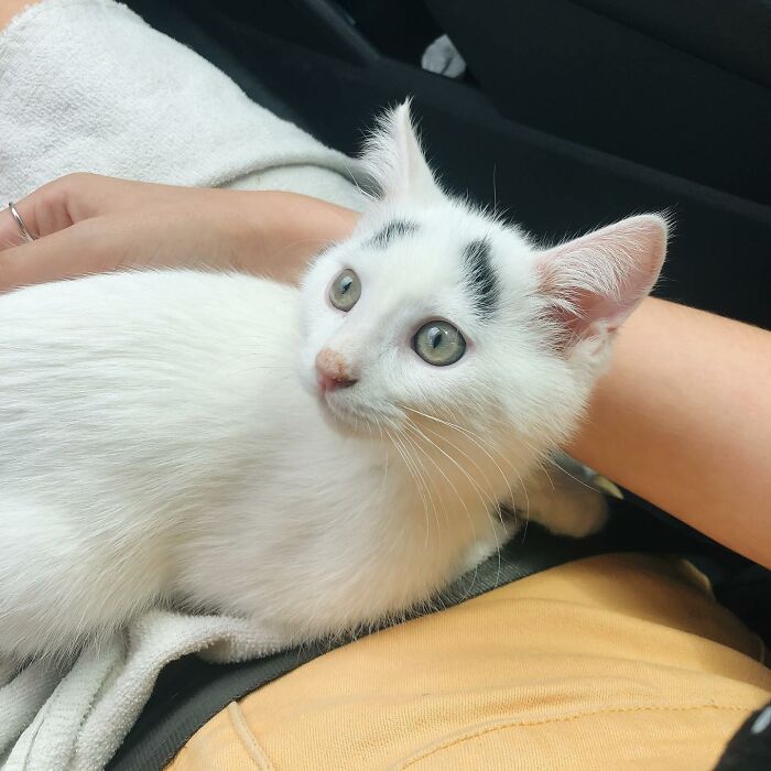 Meet Hénri, A Cat With Eyebrows Who Went Viral Because Of His Unique Facial Markings