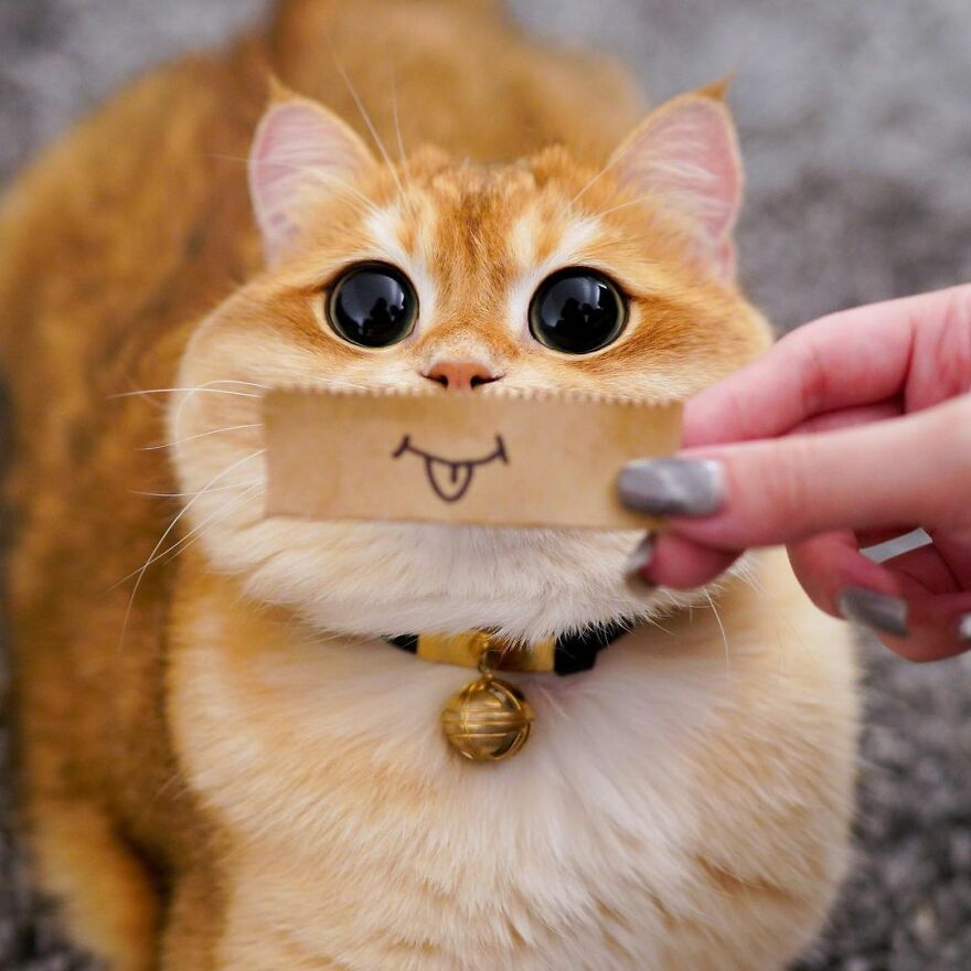 This Adorable Cat Looks Exactly Like Shrek's Puss In Boots, And The Internet Went Nuts For It