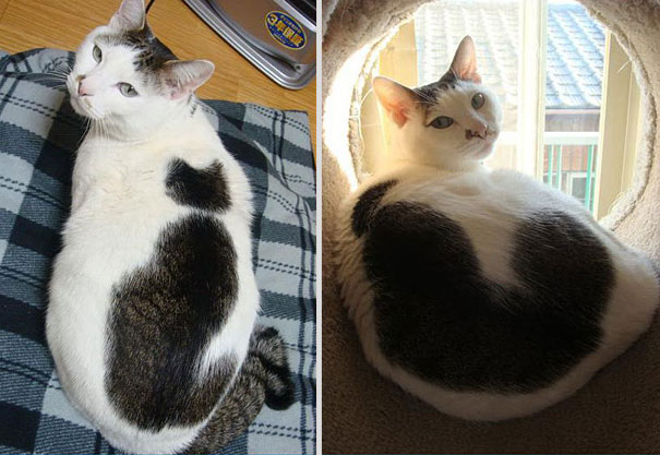 10 Cats That Got Famous For Their Awesome Fur Markings