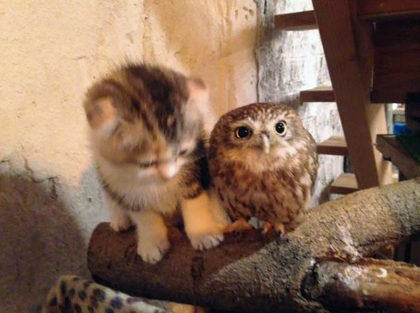 Kitten And Owlet Become Best Friends And Nap Buddies