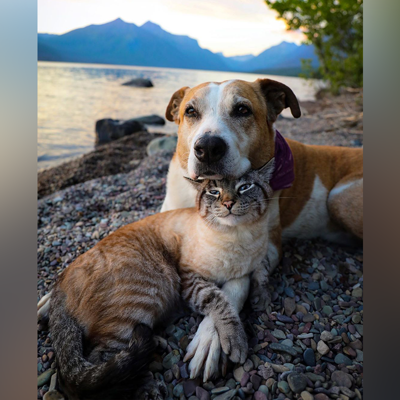 After Heartbreaking Loss of Henry, Baloo the Cat Chooses New Adventures with Pan the Puppy - Content4Mix