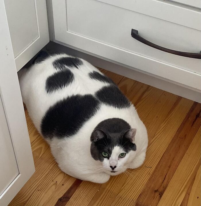 The Journey Of Patches, A 40-Pound Cat, Begins Anew After He Gets Adopted And Is Put On A Special Diet