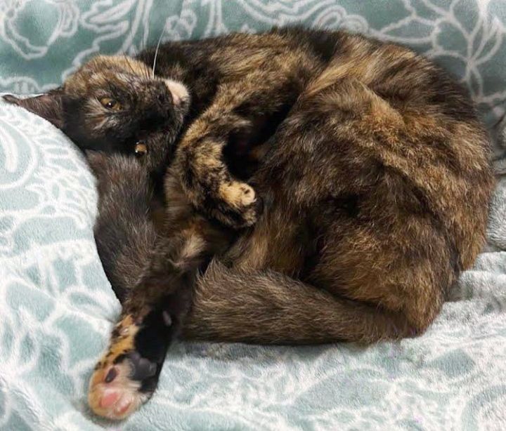 Stray Cat Climbs a Fire Escape to Get into Someone's Home So Her Life Can Change