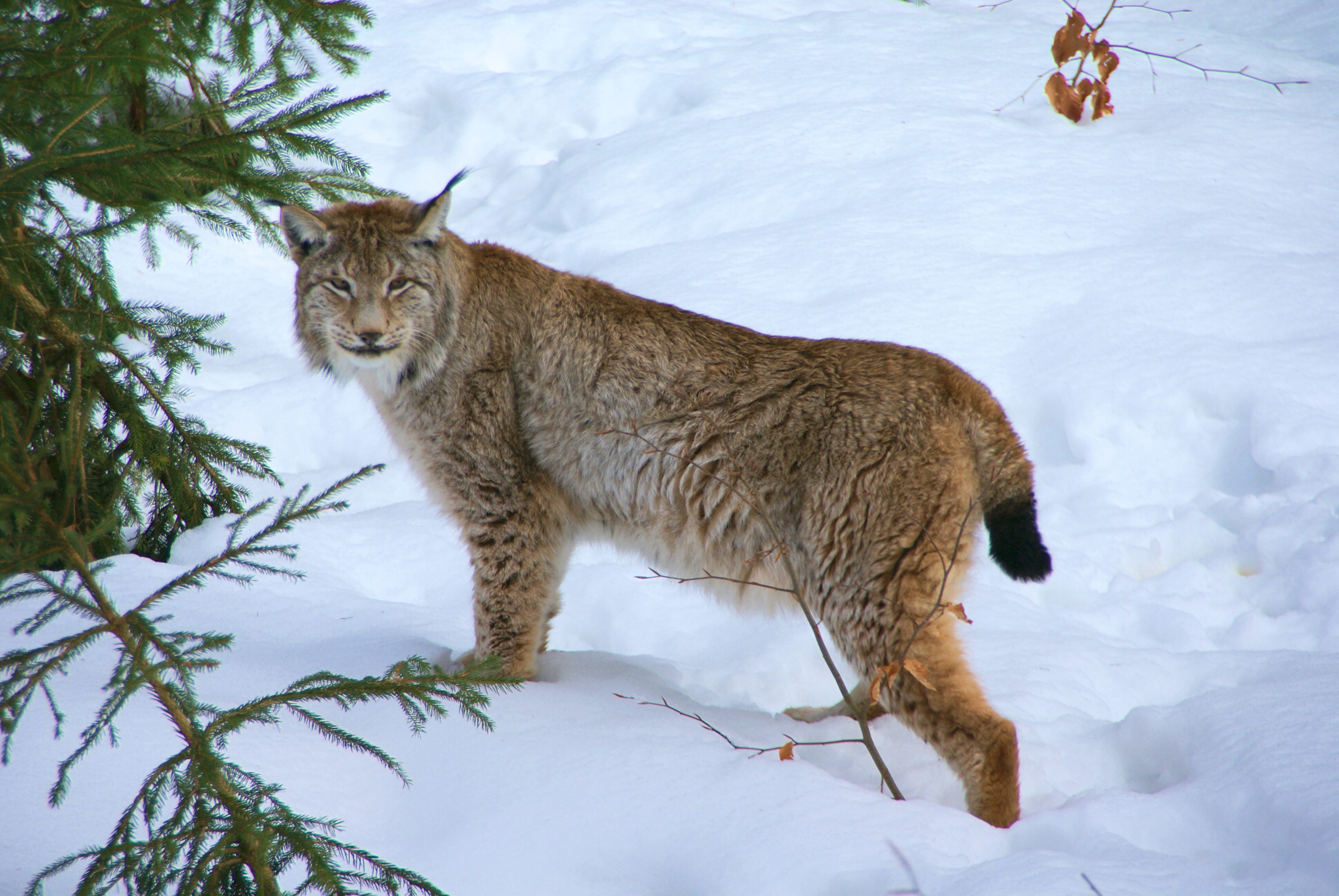 Eurasian lynx - Wikipedia