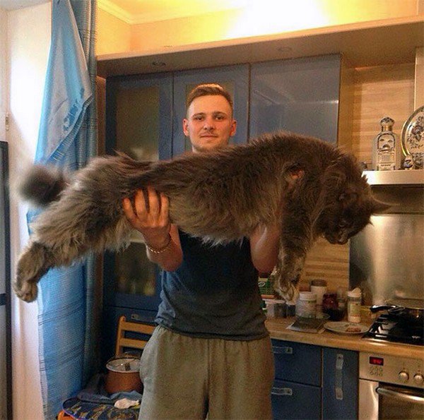 huge cat with man