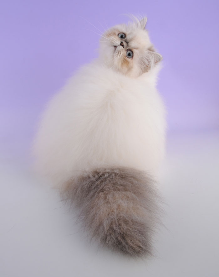 Himalayan Cat