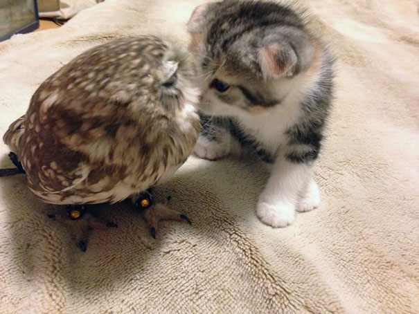 Kitten And Owlet Become Best Friends And Nap Buddies