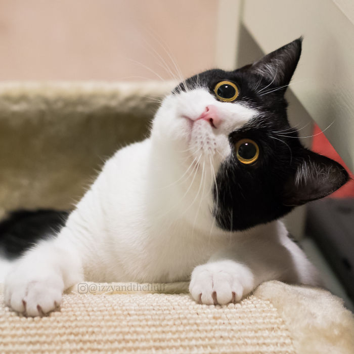 Meet Izzy, The Cat With The Most Expressive Face