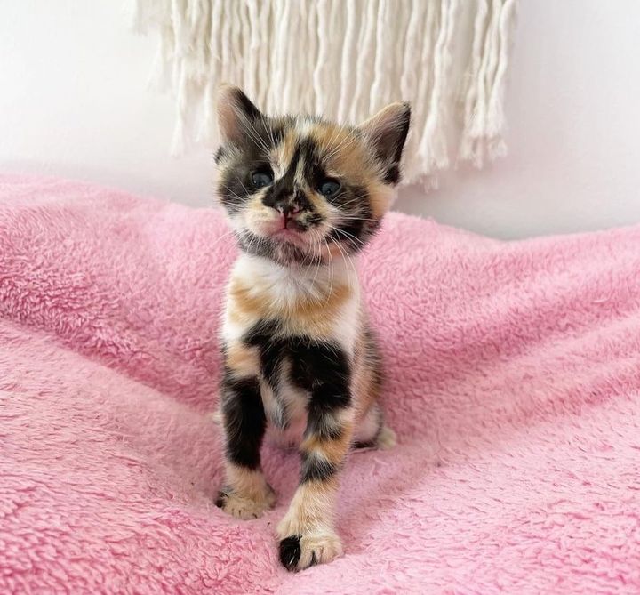 calico kitten beautiful markings